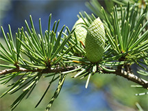 Trpefeny csomag
